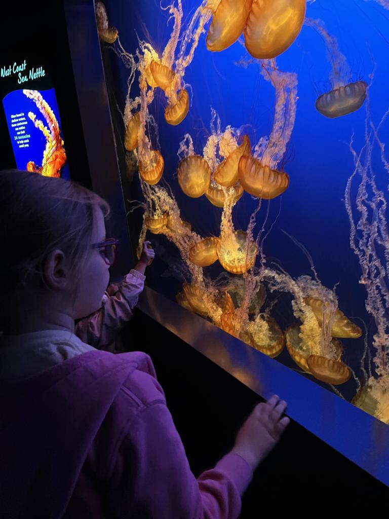 A young girl in a pink hoodie watches several glowing orange West Coast Sea Nettles drifting in a large, deep blue aquarium tank.