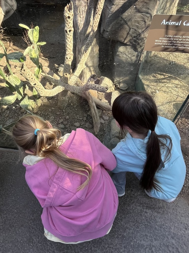 Two young girls in hoodies crouch down to look closely at a desert habitat featuring cacti and a small turtle.