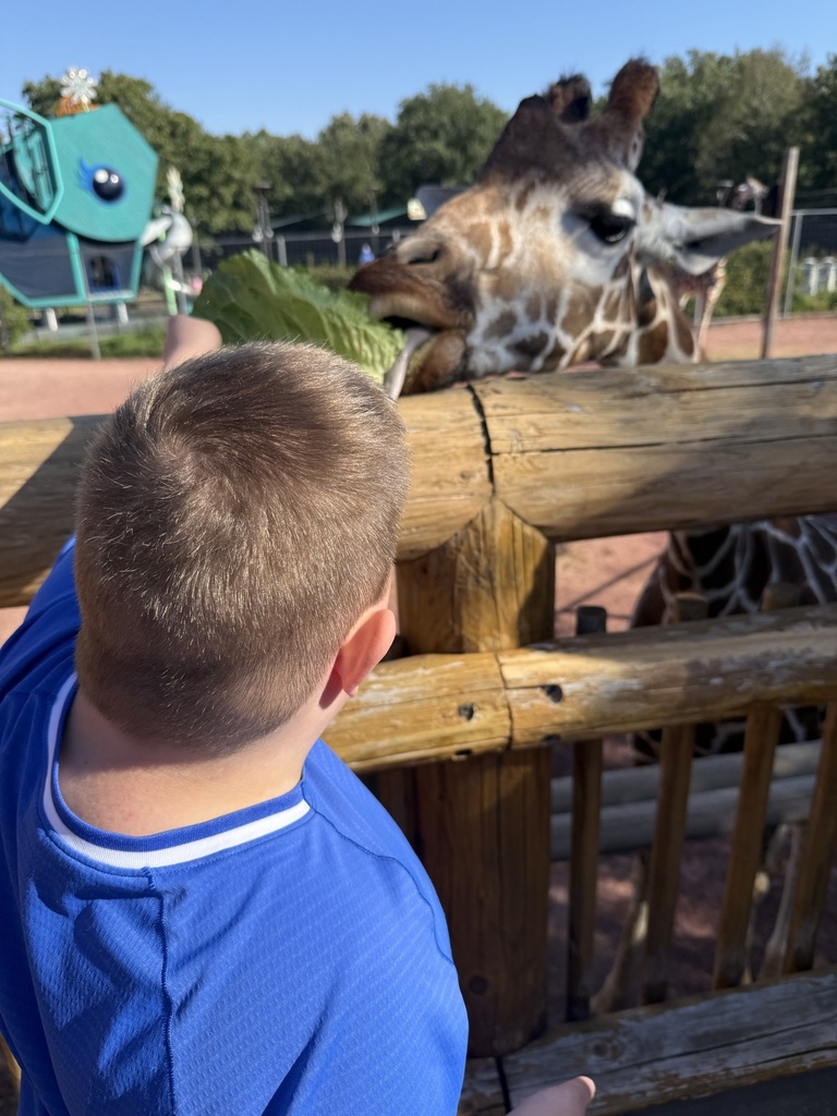 A close-up shot from behind a boy in a bright blue shirt as he feeds a piece of leafy lettuce to a giraffe reaching over a wooden fence railing.