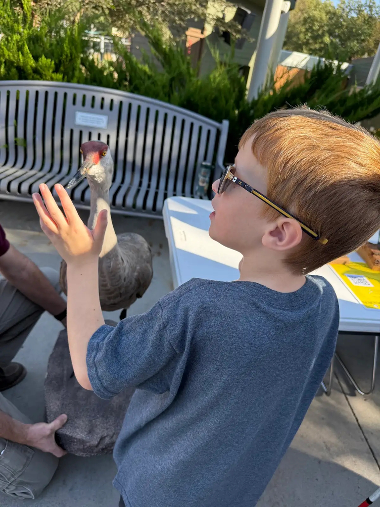 A young boy with reddish hair and glasses reaches out his hand toward a sandhill crane sitting on a pedestal outside. In the background, a curved park bench and greenery are visible.