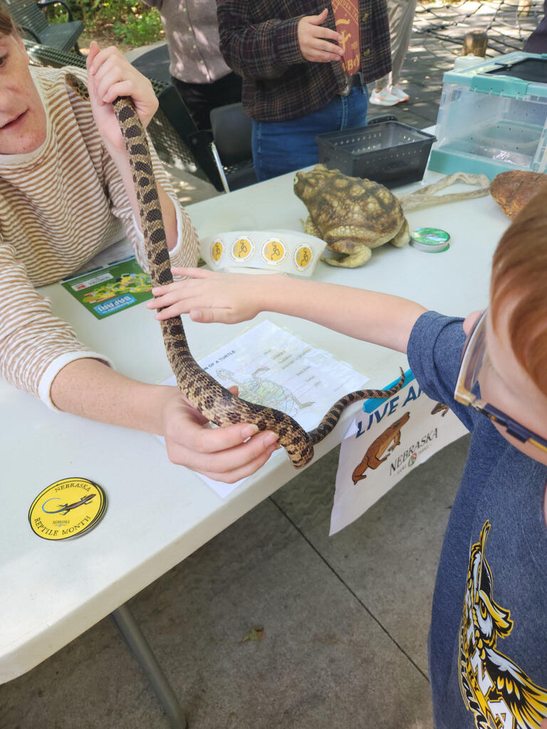 A close-up of a child touching a bullsnake being held up by an instructor at an outdoor demonstration table. On the table are educational materials, including a sticker reading "NEBRASKA REPTILE MONTH".