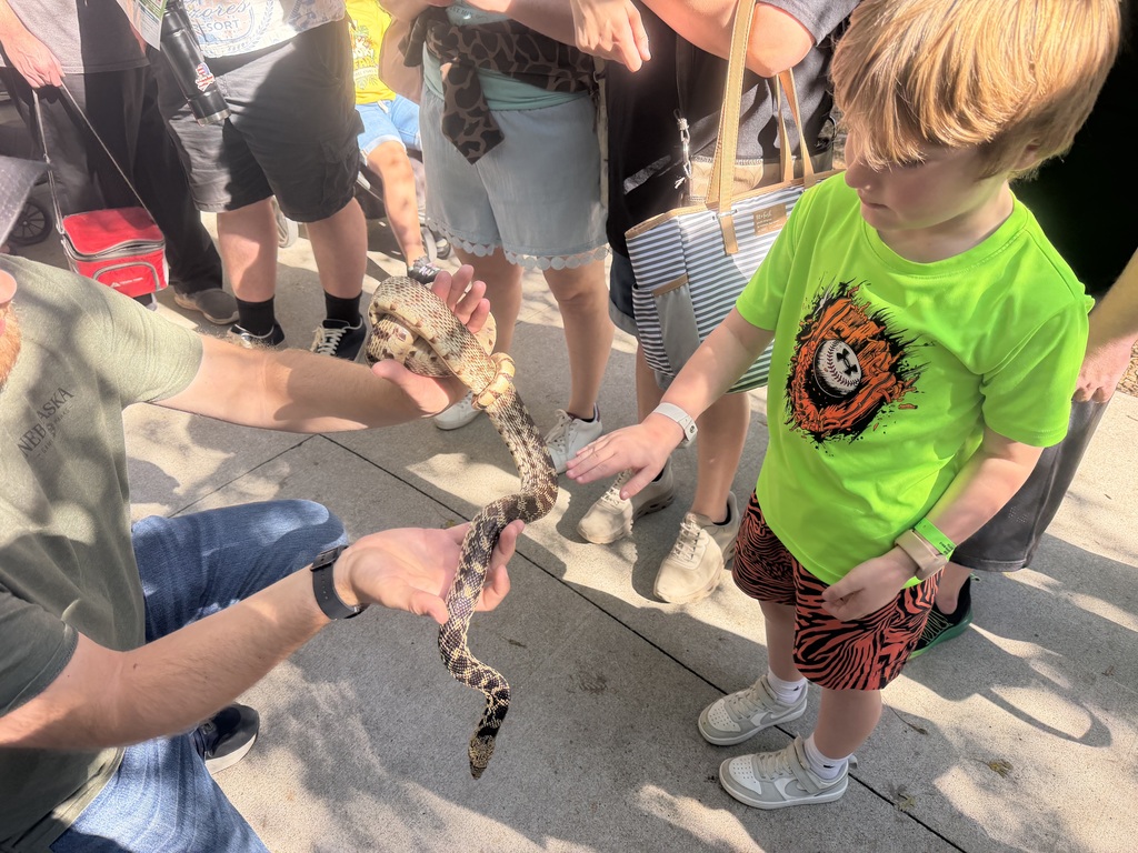 A boy wearing a bright green t-shirt with a baseball graphic gently touches a bullsnake being held safely by an instructor wearing a Nebraska hat. Other people stand in the background on the concrete path.