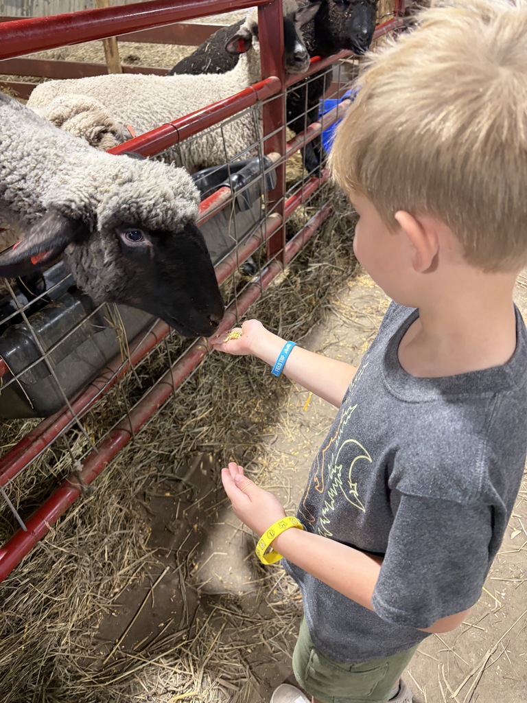 Young boy holding out a handful of grain to feed a sheep reaching its head through a red metal pen inside a barn.
