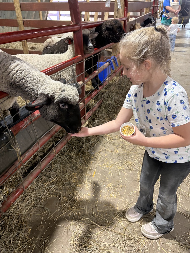 Young girl in a white floral shirt holding a small cup of grain and hand-feeding a black-faced sheep through a red metal livestock gate in a barn.