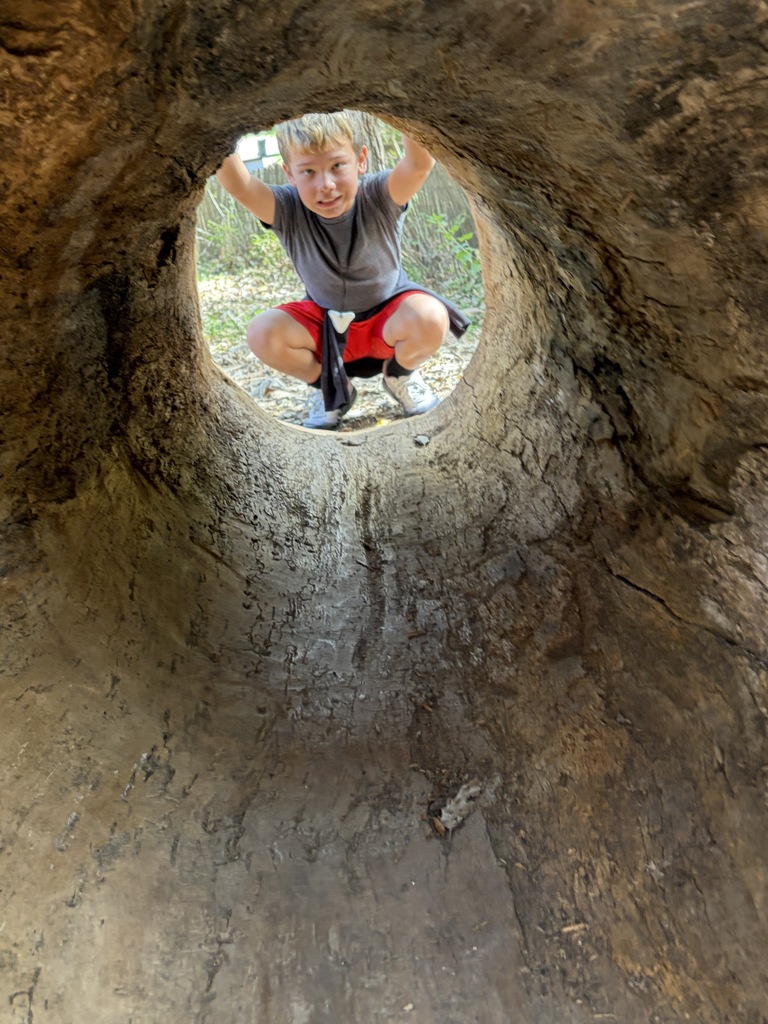 A young boy crouching down and looking through the hollow center of a large fallen tree log outdoors.