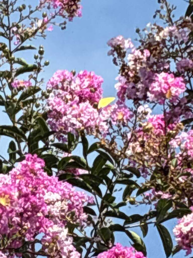 butterfly