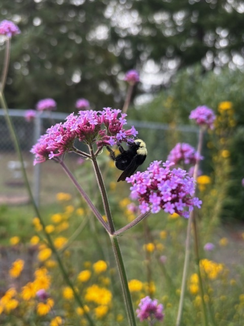 Pollinator Garde