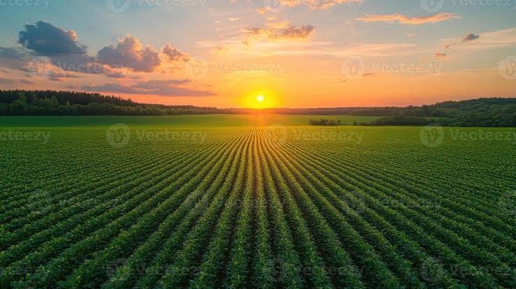 farm
