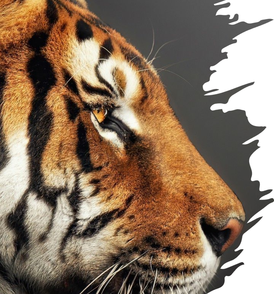 full color tiger profile