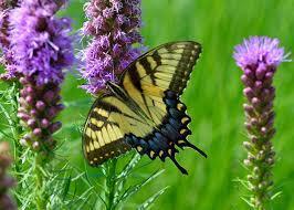 Swallowtail Butterfly