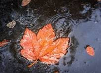 Fall leaf in a puddle