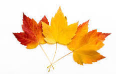 Maple leaves