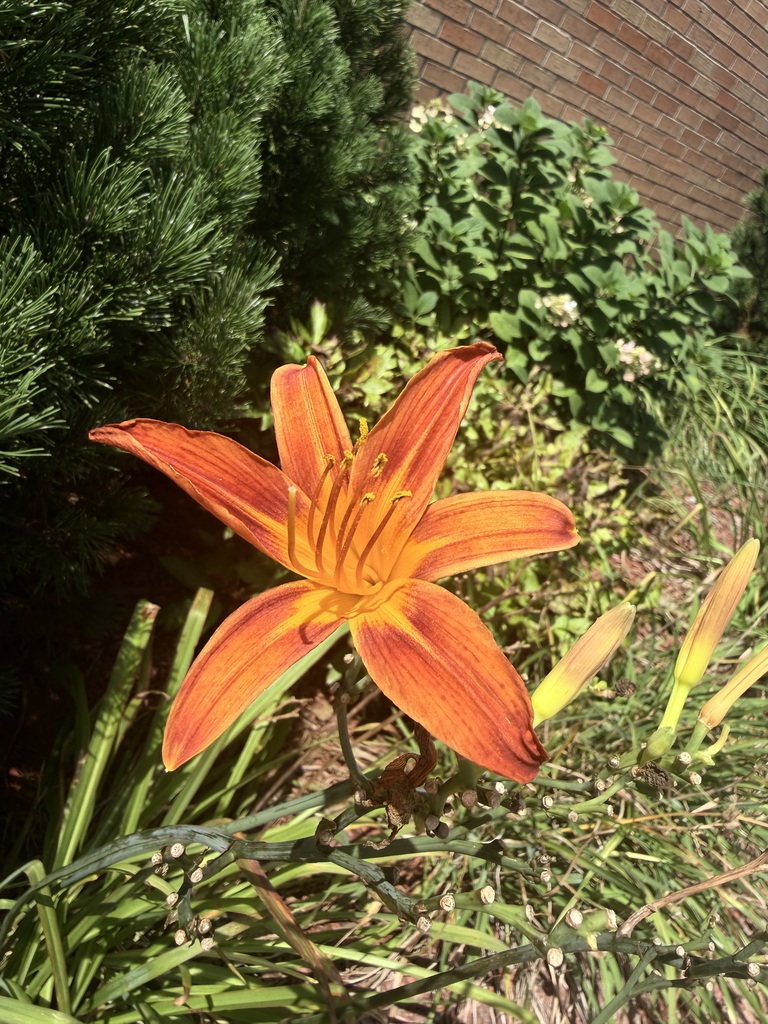 Day Lilly