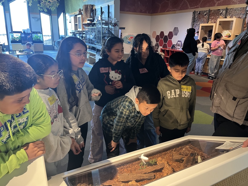 A group of students looking at a reptile in  a showcase. 