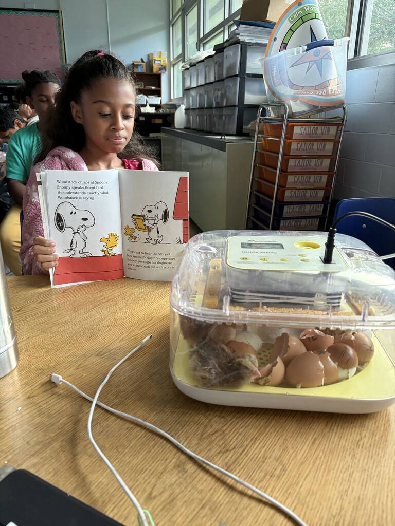 CES Charlottes Web Activity