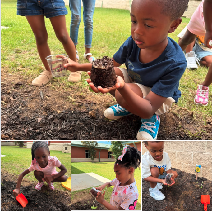West Elementary Class Activity Sprouting Seeds