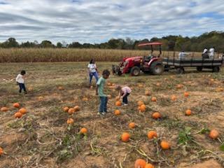 Pumpkin Patch