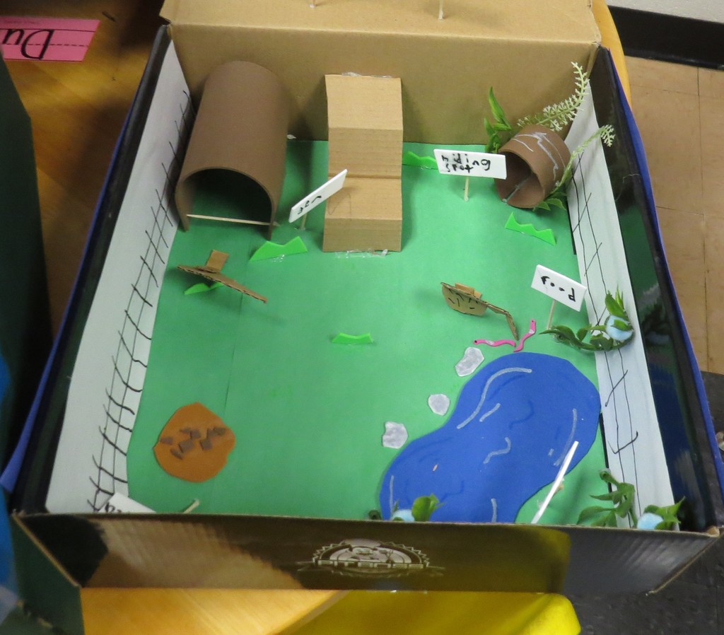 Students Create Animal Habitat Projects 