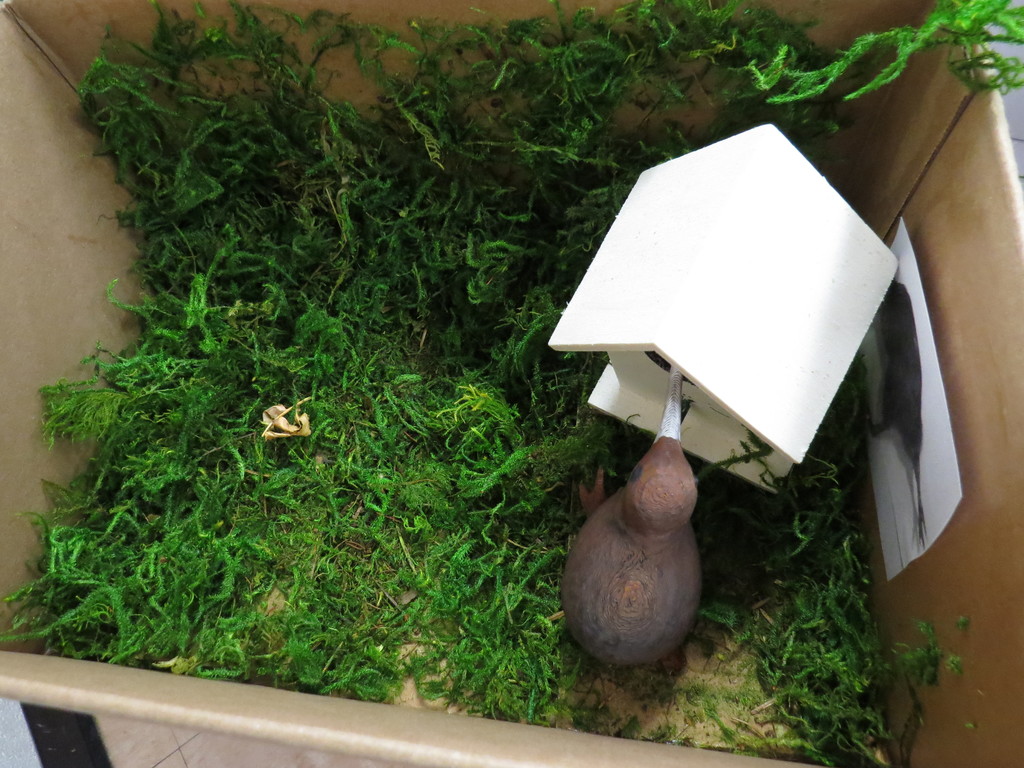 Students Create Animal Habitat Projects