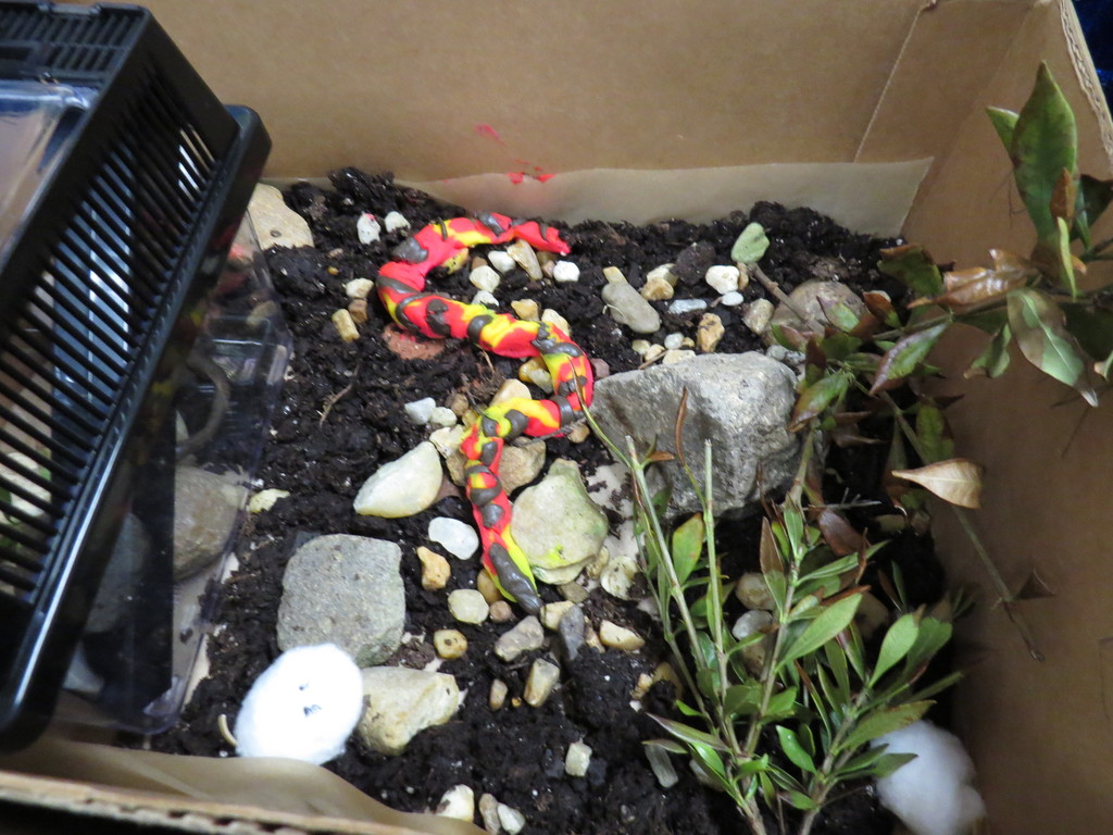 Students Create Animal Habitat Projects