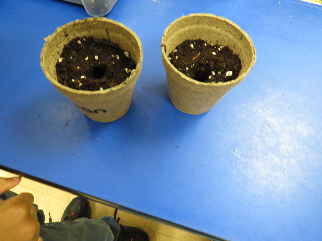 Students Enjoy A Hands-On Lesson About Growing Plants