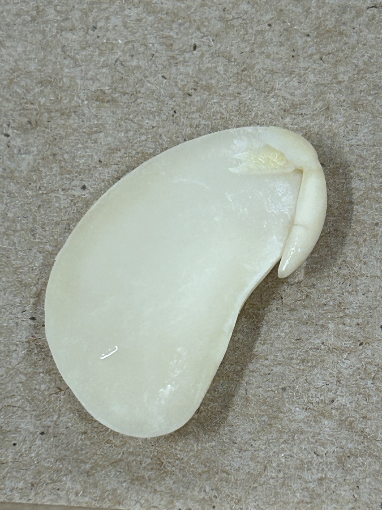 seed