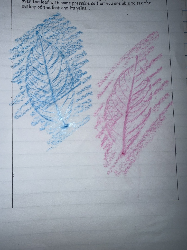 3rd Grade Studies Fossils