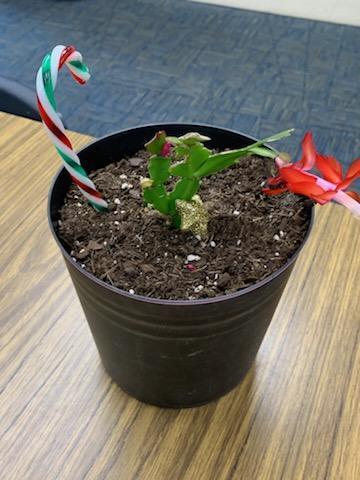 A Christmas cactus plant start with a candy cane in the pot.