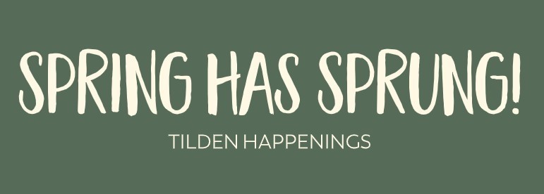 header for newsletter