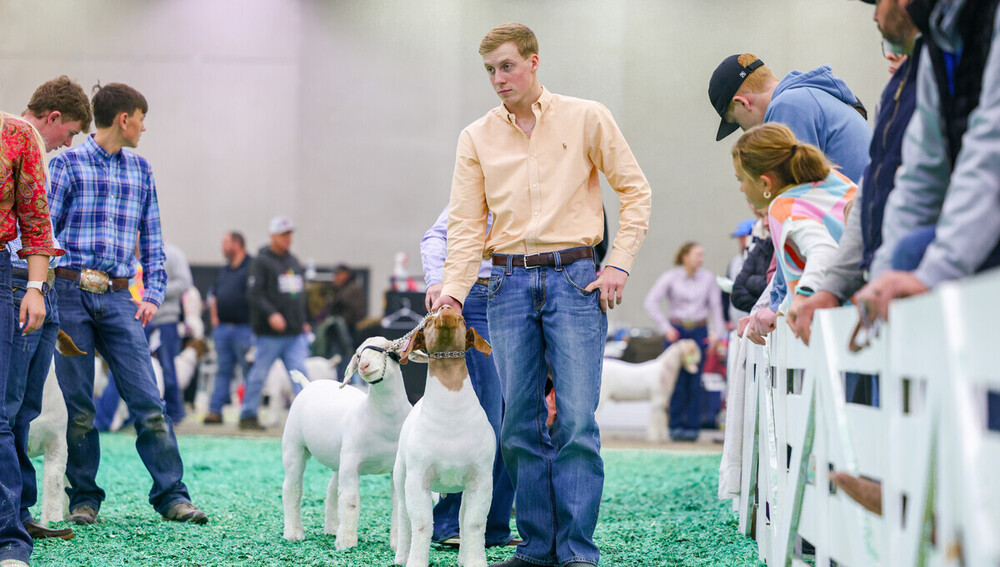 A male student guides a goat in a showroom setting.