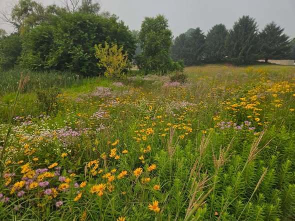 Flowers in a field with trees and a lot of color.