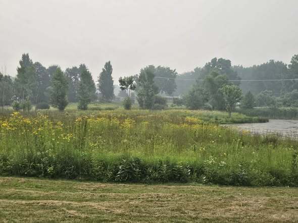 Flowers in a field with trees and a lot of color.