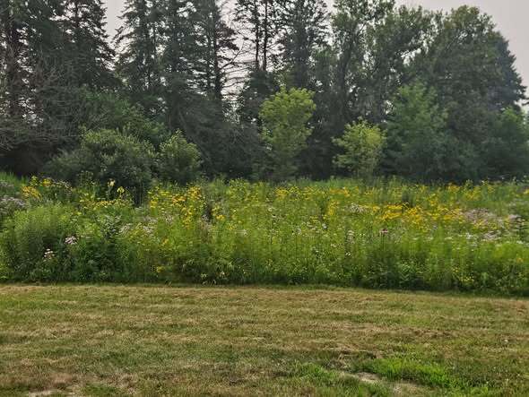 Flowers in a field with trees and a lot of color.
