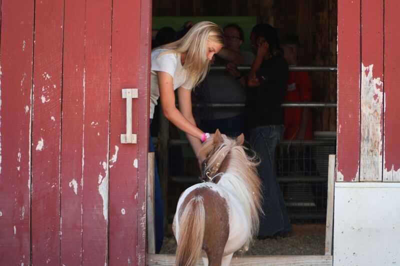 A female student pets a mini horse in a red barn.