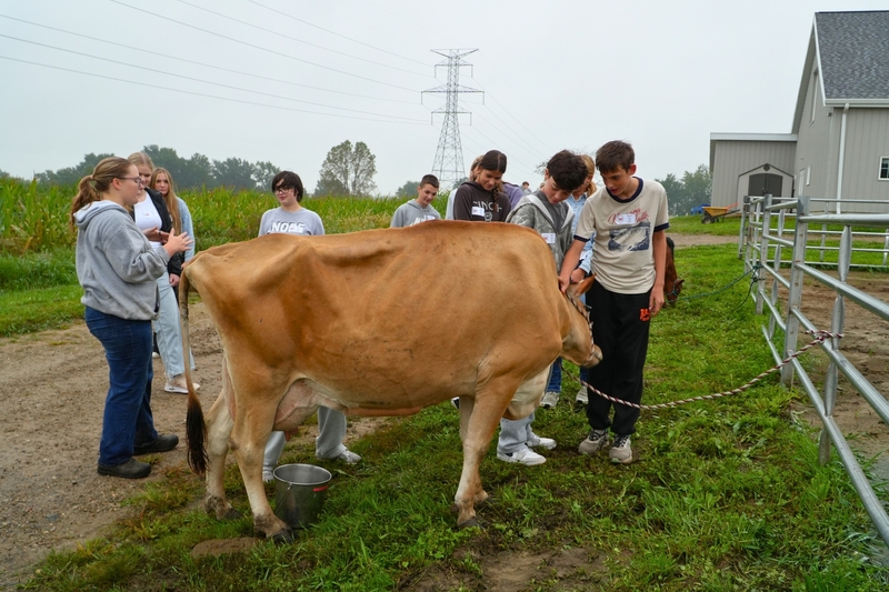 Students petting a cow.