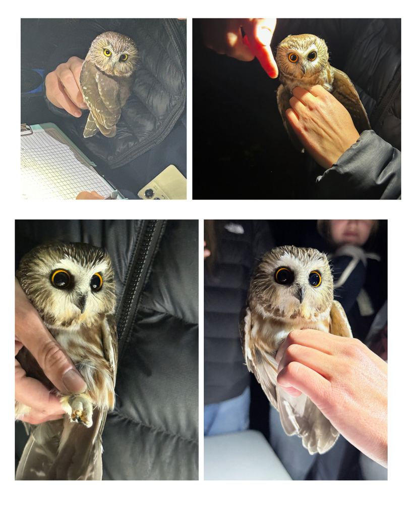 CWW owl hatchery institute