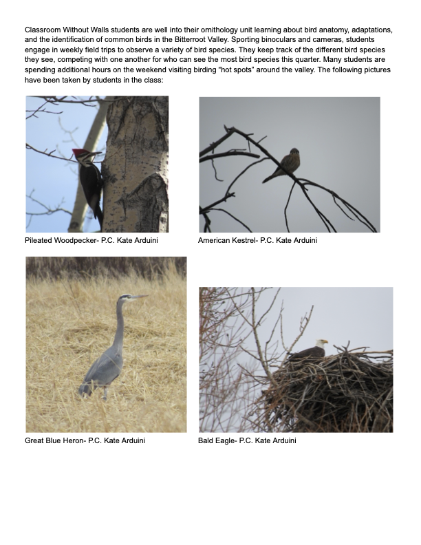Hamilton High School's Classroom Without Walls is in their ornithology unit and participating in a birding competition.  Photos are of a pileated woodpecker, American Kestrel, Great Blue Heron and a Bald Eagle