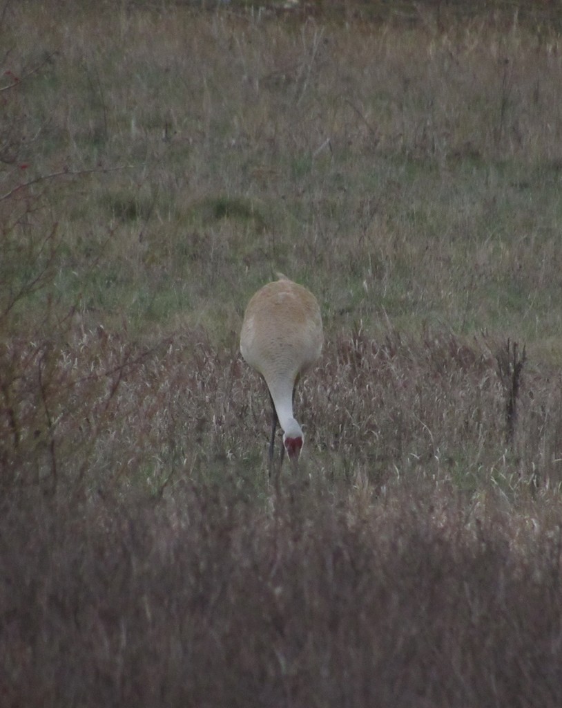 The Hamilton High School Classroom Without Walls class visits the Raptors of the Rockies