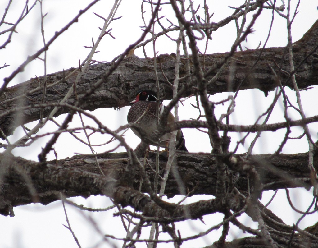 The Hamilton High School Classroom Without Walls class visits the Raptors of the Rockies