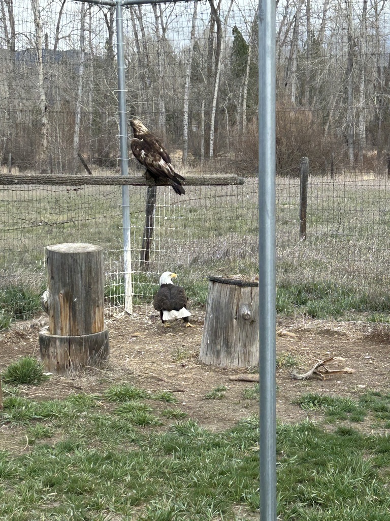 The Hamilton High School Classroom Without Walls class visits the Raptors of the Rockies