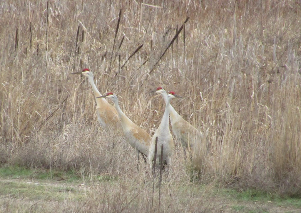 The Hamilton High School Classroom Without Walls class visits the Raptors of the Rockies