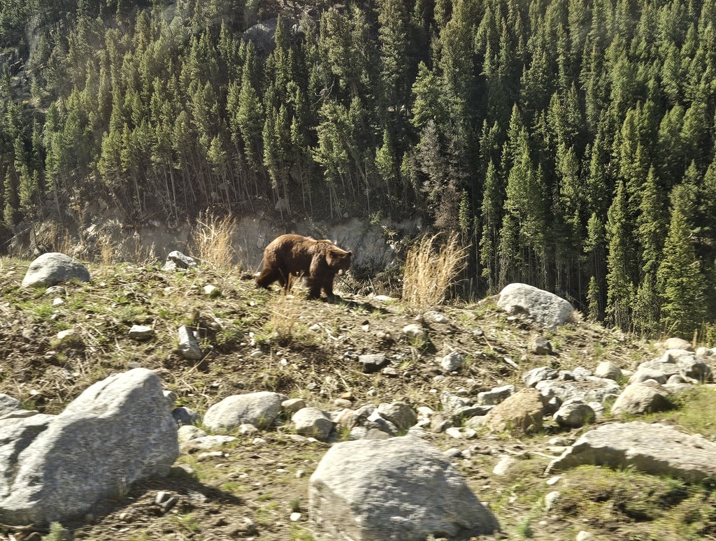 Hamilton High School's Classroom Without Walls visits Yellowstone National Park where they saw a bear