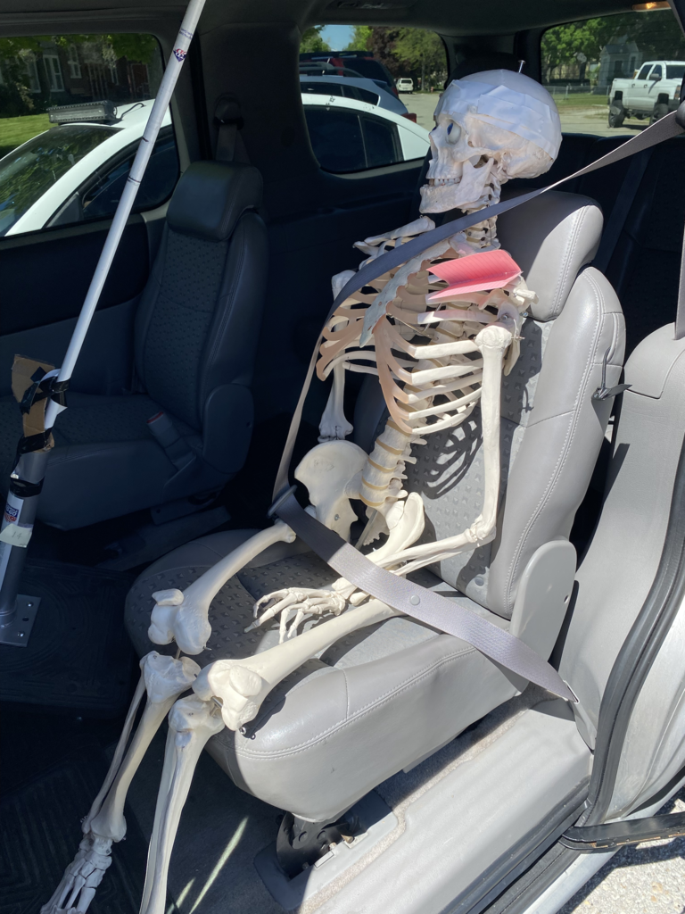 Elvira our skeleton - she was on a relocation adventure between being used as a prop for our Wilderness First Aid course and being used in Ms.A's anatomy classroom.
