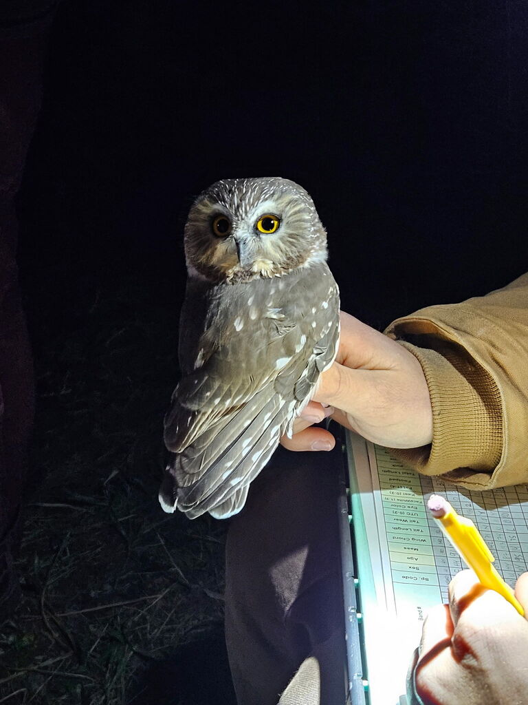 CWW owl banding field trip