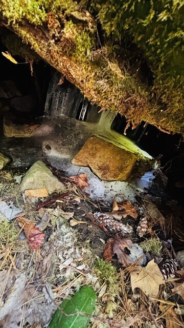 A close-up view looking underneath a moss-covered log or rock formation on the forest floor, revealing small icicles hidden inside a dark crevice. The ground in the foreground is covered with fallen brown leaves, pine needles, and pinecones