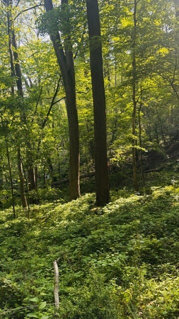 A sun-drenched forest scene featuring tall, mature tree trunks rising from a dense carpet of green ground cover and low bushes. Sunlight streams through the upper canopy, illuminating the vibrant green undergrowth on a gentle slope.