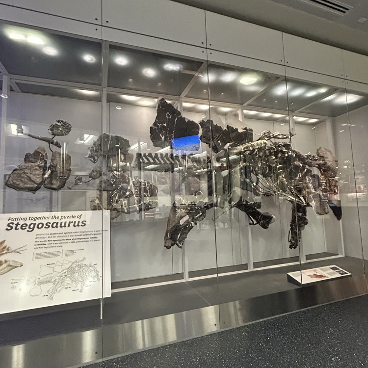 Fossils at the Museum of Natural History