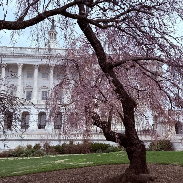 Cherry blossom season
