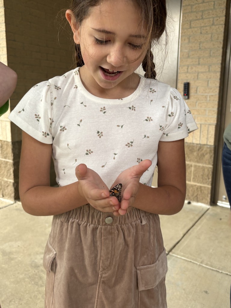 butterflies
