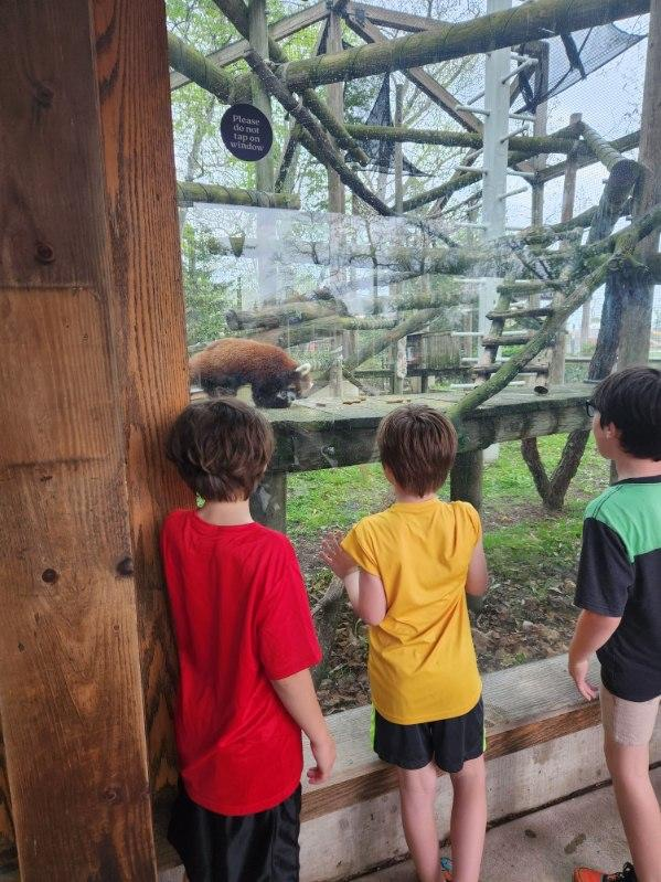 students watch red panda